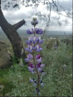 Spinecup Ridge, Raymond CA 93653