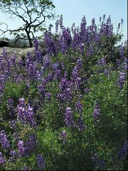 Spinecup Ridge, Raymond CA 93653