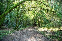 Redwood Sanctuary on 160-acres