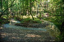 Redwood Sanctuary on 160-acres