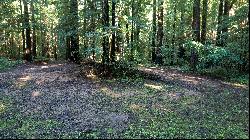 Redwood Sanctuary on 160-acres