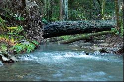 Redwood Sanctuary on 160-acres