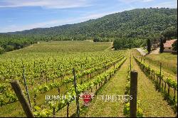 Tuscany - WINE ESTATE WITH 25.1 HA OF VINEYARDS FOR SALE IN CHIANTI ARETINO