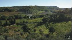 The Vineyard in the Sun, Montepulciano, Siena – Tuscany