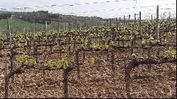 Il Toscano Brunello Montalcino vineyards, Siena - Tuscany