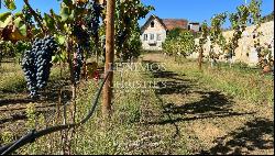 Quinta d'Arauta-Agrotourism with vineyard, for sale, Lousada, Portugal