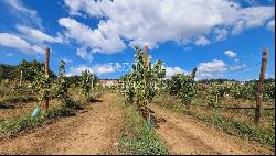Quinta d'Arauta-Agrotourism with vineyard, for sale, Lousada, Portugal