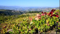 Wine estate - for sale - Douro Valley - Portugal