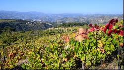 Wine estate - for sale - Douro Valley - Portugal
