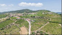 Property with vineyards and swimming pool, in Provesende, Douro Valley, Portugal