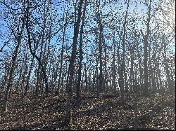 3.2 Acres of Pristine Wooded Land