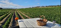 Stellenbosch Wine Farm, Vlaeberg Road, Stellenbosch, Western Cape, 7600