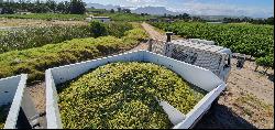 Stellenbosch Wine Farm, Vlaeberg Road, Stellenbosch, Western Cape, 7600