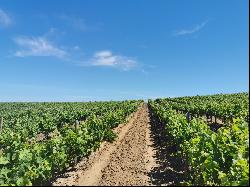 Stellenbosch Wine Farm, Vlaeberg Road, Stellenbosch, Western Cape, 7600