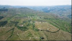 Vineyard for sale in Douro Wine Demarcated Region, Douro Valley, Portugal