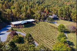 The Vineyards at Betty's Creek