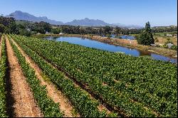 26 Hectare Wine Farm, Stellenbosch Farms, Stellenbosch, Western Cape, 7600