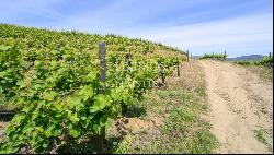 Vineyard, for sale, Douro Valley, Vila Nova de Foz Coa, Portugal