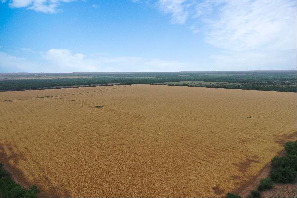 82+/- Acres Knippa Farm,  Uvalde County, Knippa, TX 78870