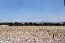 Cabernet Lot