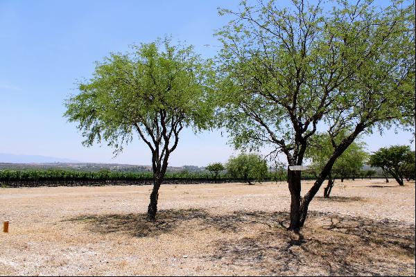 Cabernet Lot