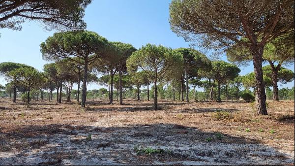 MAGNIFICENT , LAND PLOT FOR VILLA CONSTRUCTION, CARVALHAL, COMPORTA