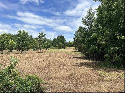 TBD 90 ACRES Highway 259, Henderson TX 75654