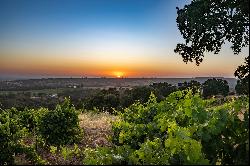 Breathtaking 40-Acre Vineyard Property with Panoramic Western Views.