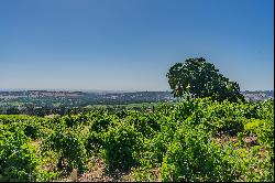 Breathtaking 40-Acre Vineyard Property with Panoramic Western Views.