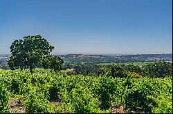 Breathtaking 40-Acre Vineyard Property with Panoramic Western Views.