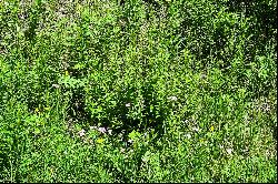 Indian Paintbrush Lot