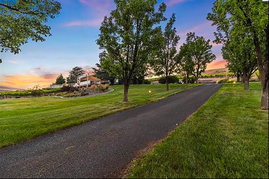 Serene Vineyard Oasis