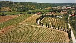 Chianti vineyards, cellar and farm, Monteriggioni - Tuscany