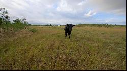 500+ Acres in Oklahoma Great for Hunting or Running Cattle