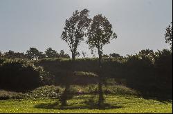 Farm in Puerto Octay