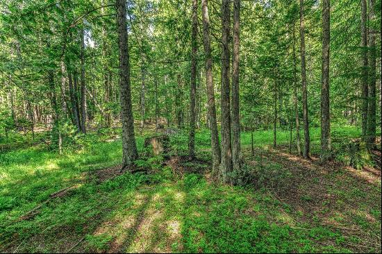 Legacy Land Forested Acreage