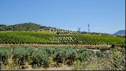 Sale: agricultural property in the region of Douro Superior, Portugal