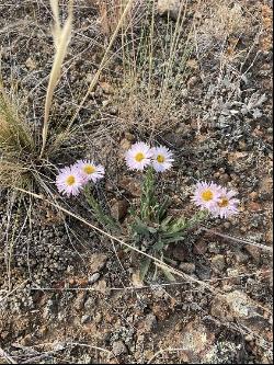 TBD Gold Bar Lode, Radersburg MT 59641