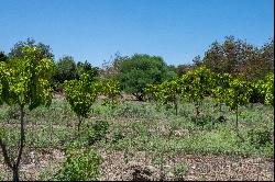 Huerta Alicia, Santiago