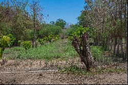 Huerta Alicia, Santiago