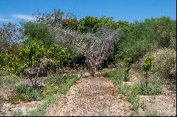 Huerta Alicia, Santiago