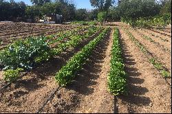 Huerta Alicia, Santiago