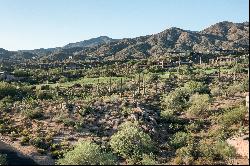 Saguaro Forest