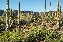 Saguaro Forest