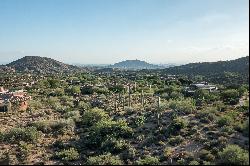 Saguaro Forest