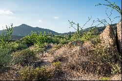 Saguaro Forest