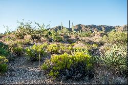 Saguaro Forest