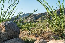 Saguaro Forest