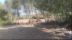 Large plot with finca and preliminary project for sale in Son Se, Son Servera 07550