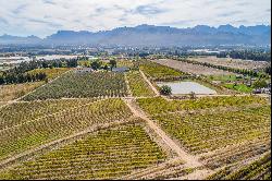 Rural Stellenbosch lifestyle farm with wine and olive impression